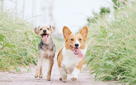 Por qué cada vez más propietarios de mascotas están invirtiendo en la cinta de correr para mascotas