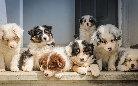 Por qué cada vez más propietarios de mascotas están invirtiendo en la cinta de correr para mascotas